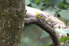 Protonotaria citrea