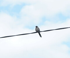 Anthochaera chrysoptera