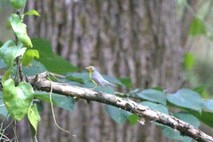 Cardellina canadensis