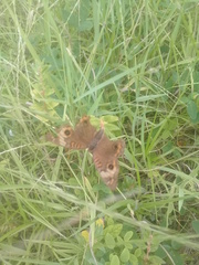 Junonia
