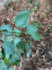 Cornus alternifolia