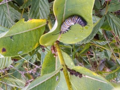 Podisus maculiventris