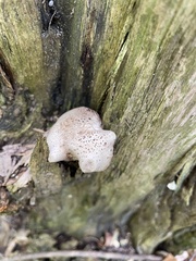 Neolentinus lepideus