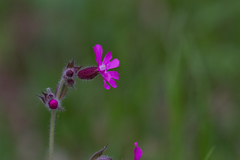 Silene dioica