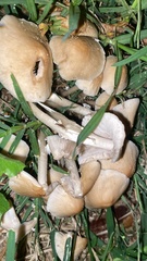 Candolleomyces