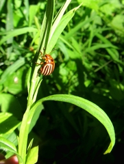 Leptinotarsa decemlineata