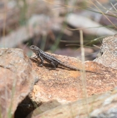 Sceloporus graciosus vandenburgianus