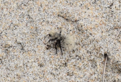 Dasymutilla sackenii