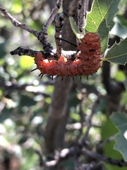 Anisota oslari