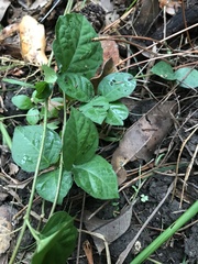 Dolichandra unguis-cati