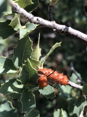 Anisota oslari