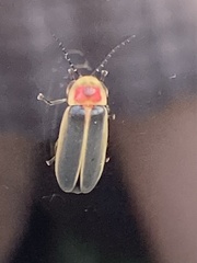 Photinus pyralis