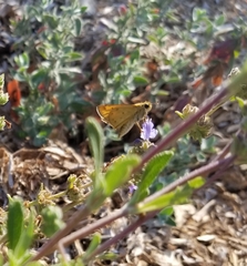 Hylephila phyleus