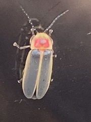 Photinus pyralis
