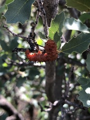 Anisota oslari