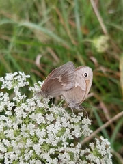 Coenonympha california