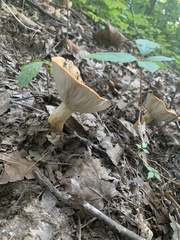 Lactifluus hygrophoroides