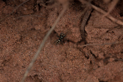 Salticus scenicus