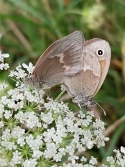Coenonympha california