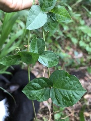 Dolichandra unguis-cati