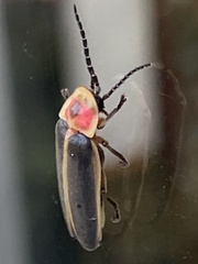 Photinus pyralis