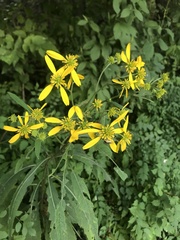 Verbesina alternifolia