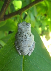 Hyla versicolor