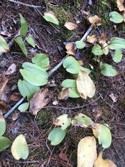 Maianthemum canadense