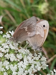 Coenonympha california