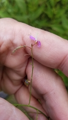 Desmodium paniculatum