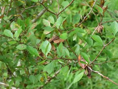 Crataegus opaca