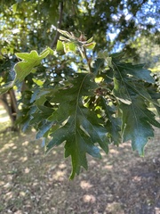 Quercus cerris