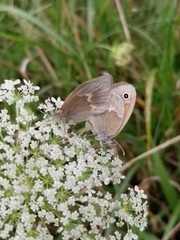 Coenonympha california
