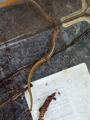 Eurycea chamberlaini