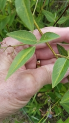 Desmodium paniculatum