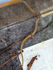 Eurycea chamberlaini