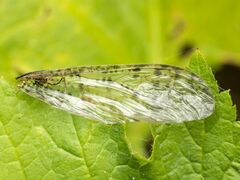 Protochauliodes spenceri