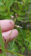 Desmodium paniculatum