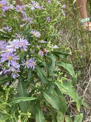 Symphyotrichum laeve