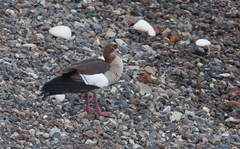 Alopochen aegyptiaca