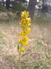 Solidago hispida
