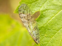 Protochauliodes spenceri