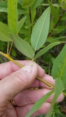 Desmodium paniculatum