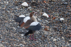 Alopochen aegyptiaca