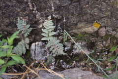 Myriopteris lindheimeri