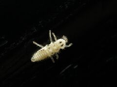 Psyllobora vigintimaculata