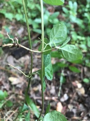 Dolichandra unguis-cati