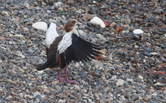 Alopochen aegyptiaca