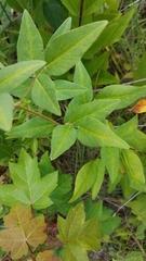 Desmodium paniculatum