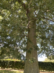 Quercus cerris